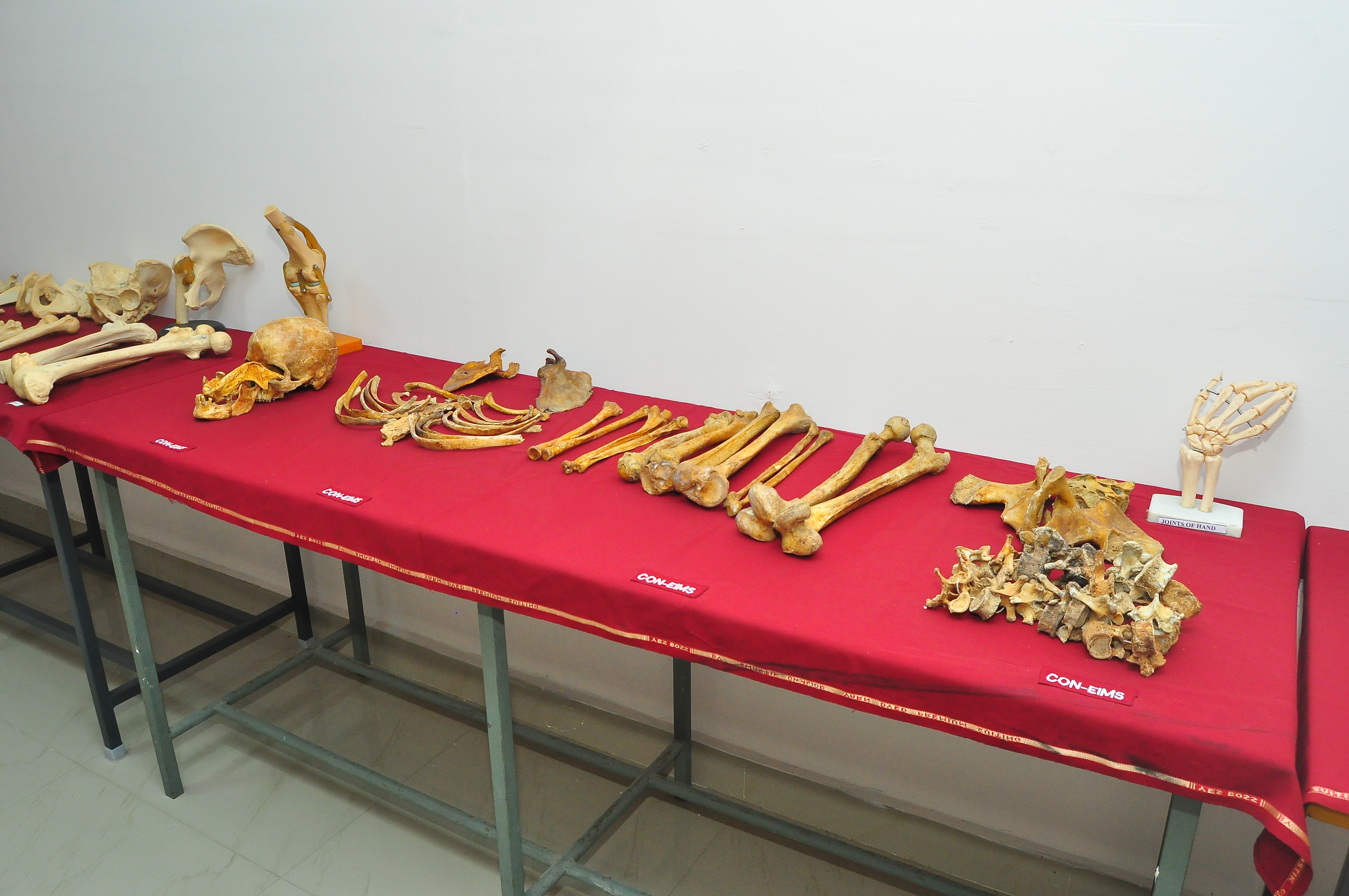 Pre-Clinical Lab 2